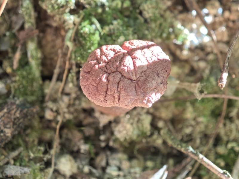 金孢菌寄生