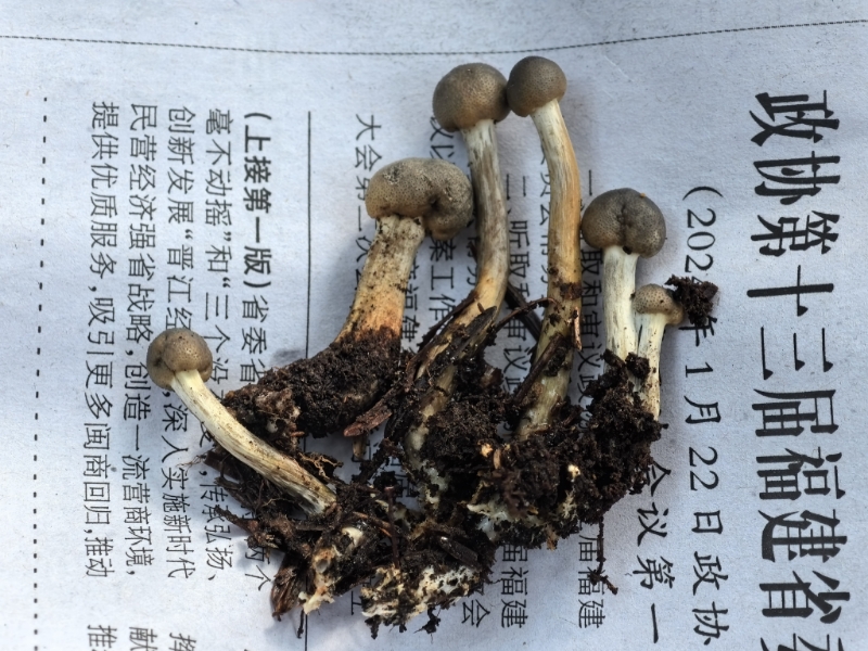 弯颈霉属