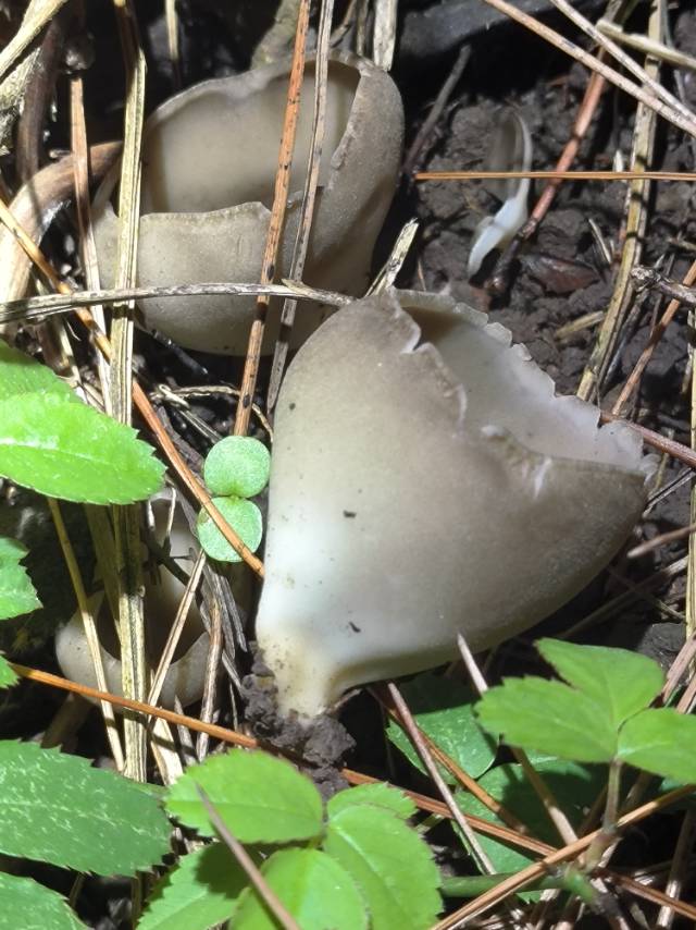 马鞍菌