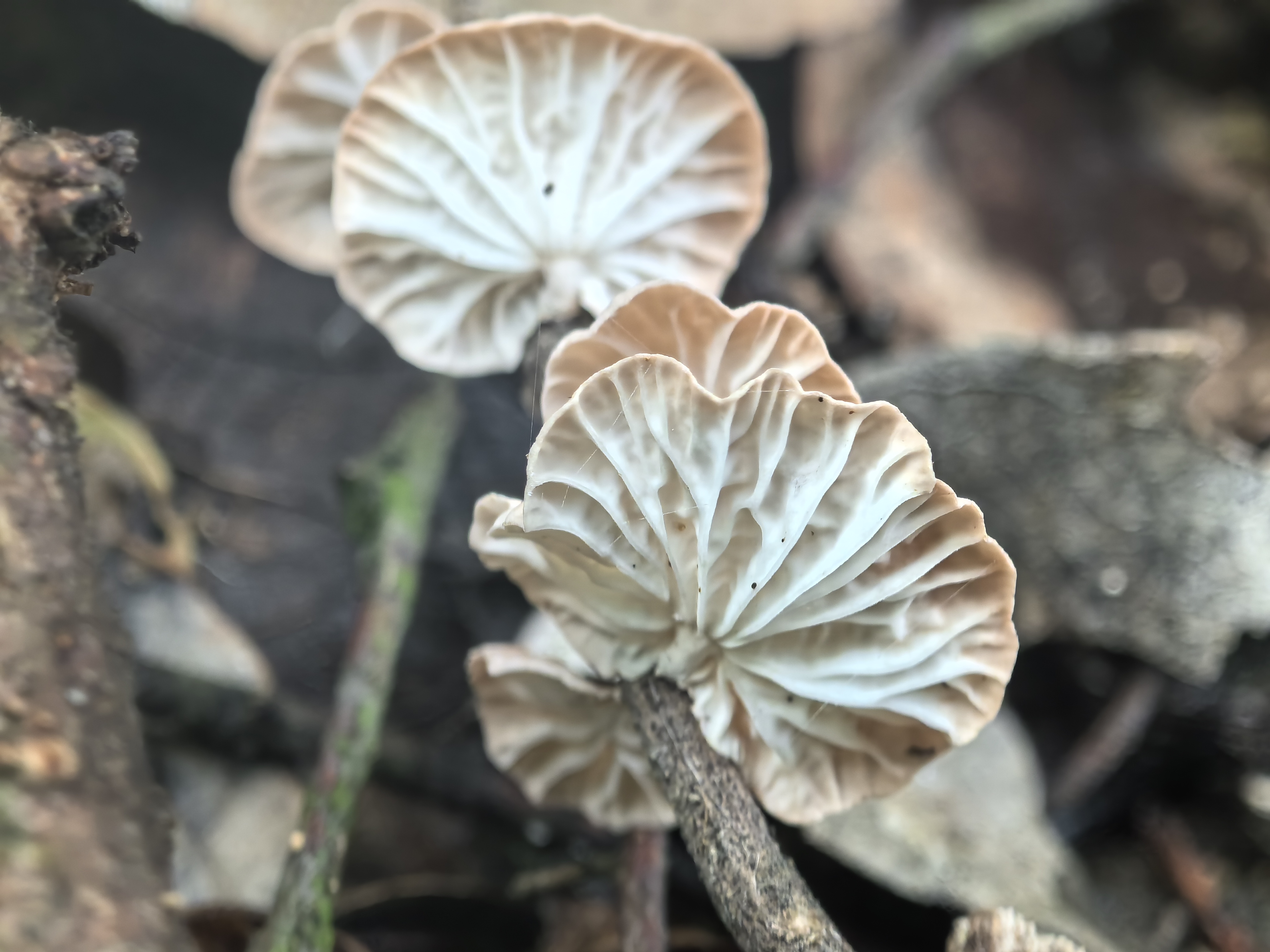 微菇一种