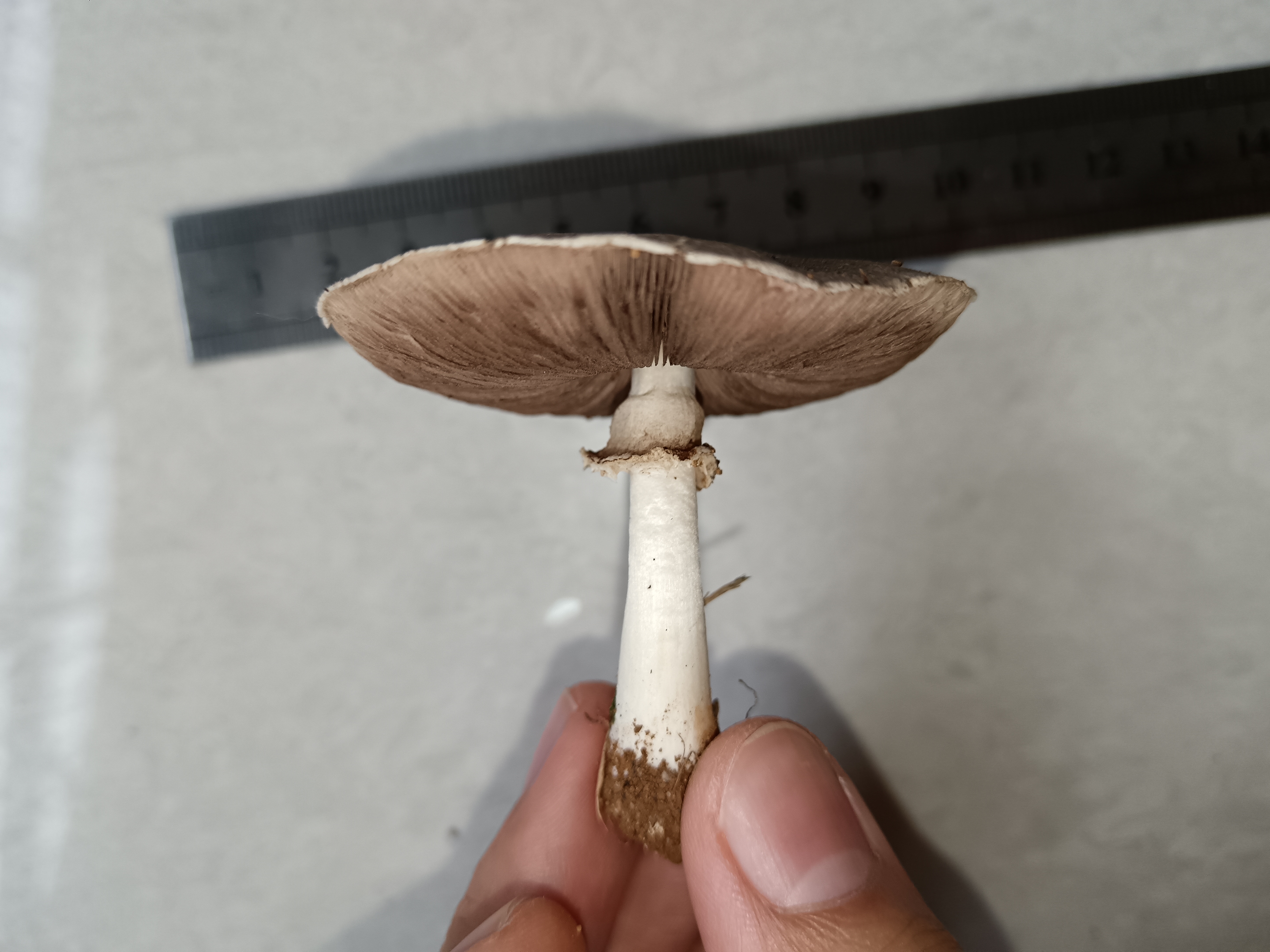 疑似新种