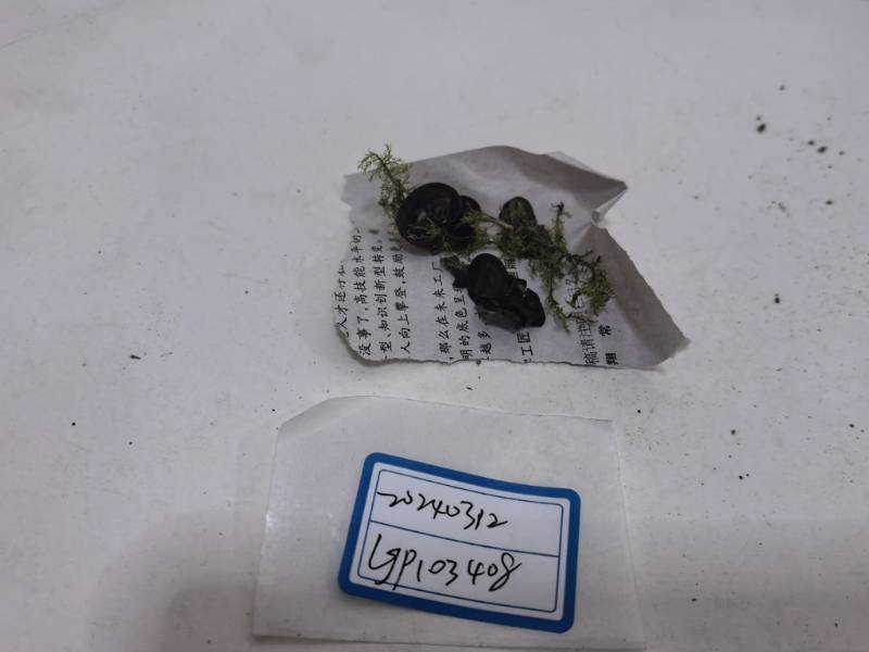 厚盘菌