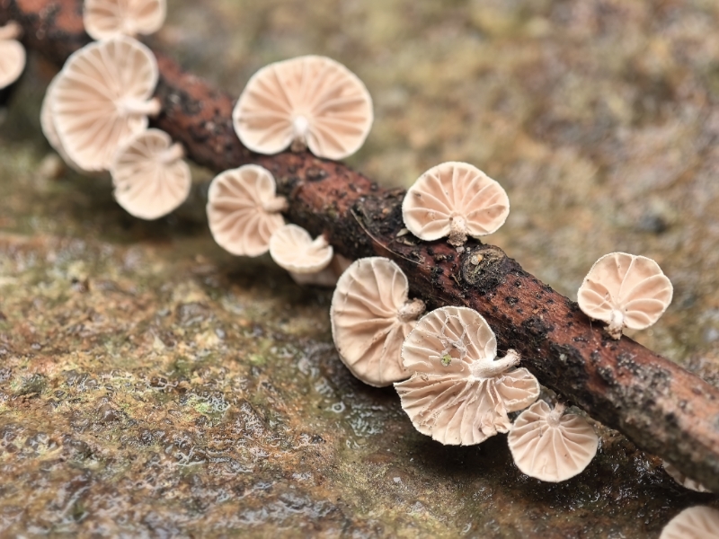 Mycetinis sp.