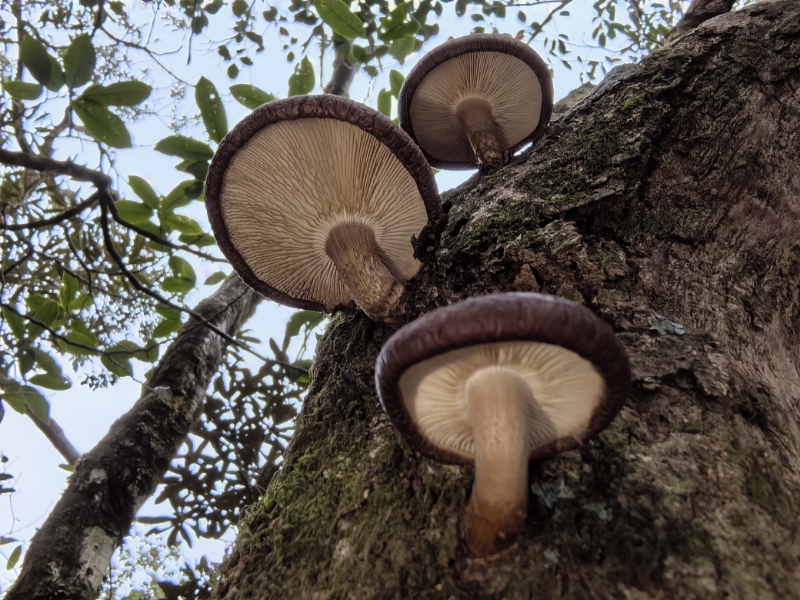 Lentinula edodes