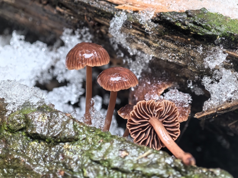Gymnopus omphalinoides