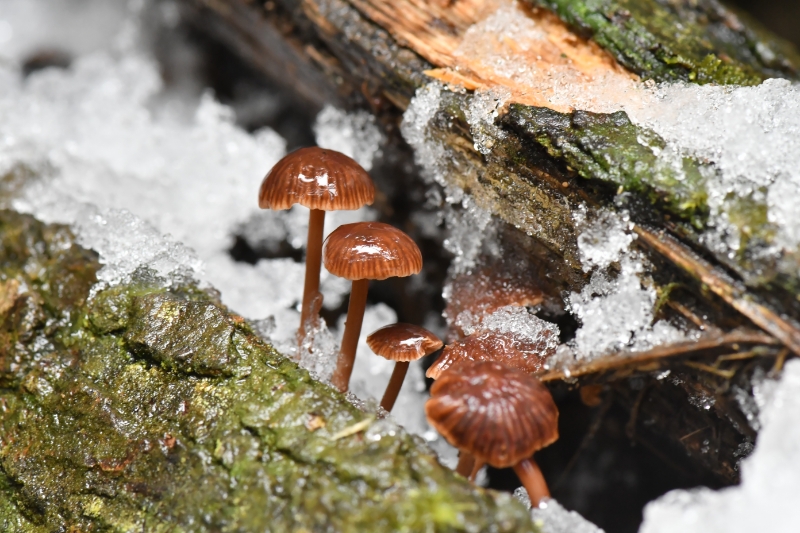 Gymnopus omphalinoides