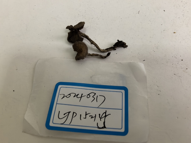 丝膜菌属