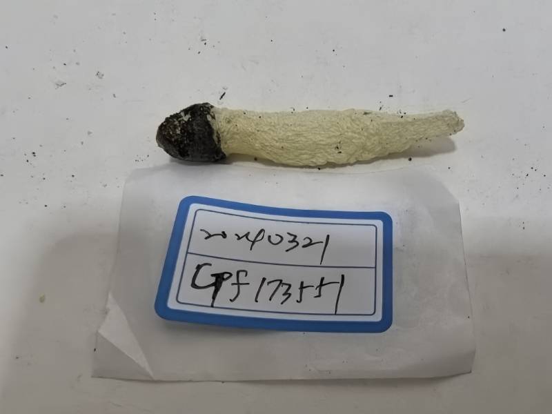 相邻蛇头菌