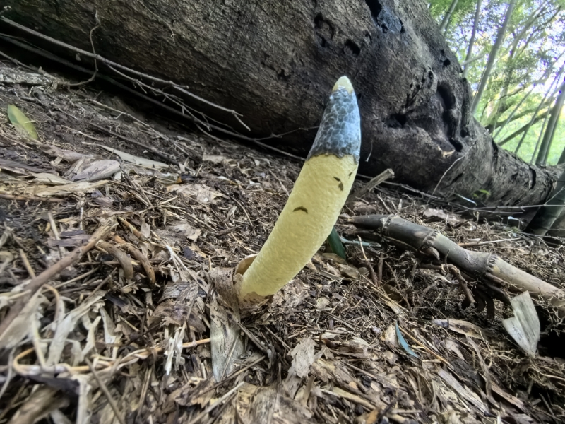 小笠原岛蛇头菌