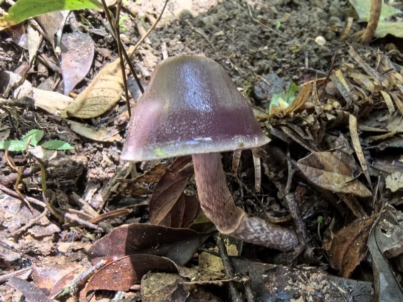 丝膜菌属
