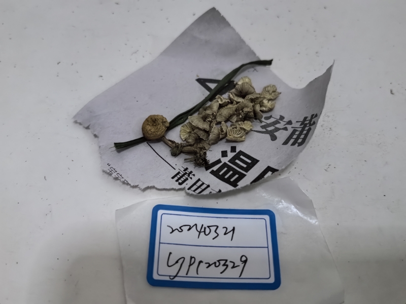 Mycetinis opacus