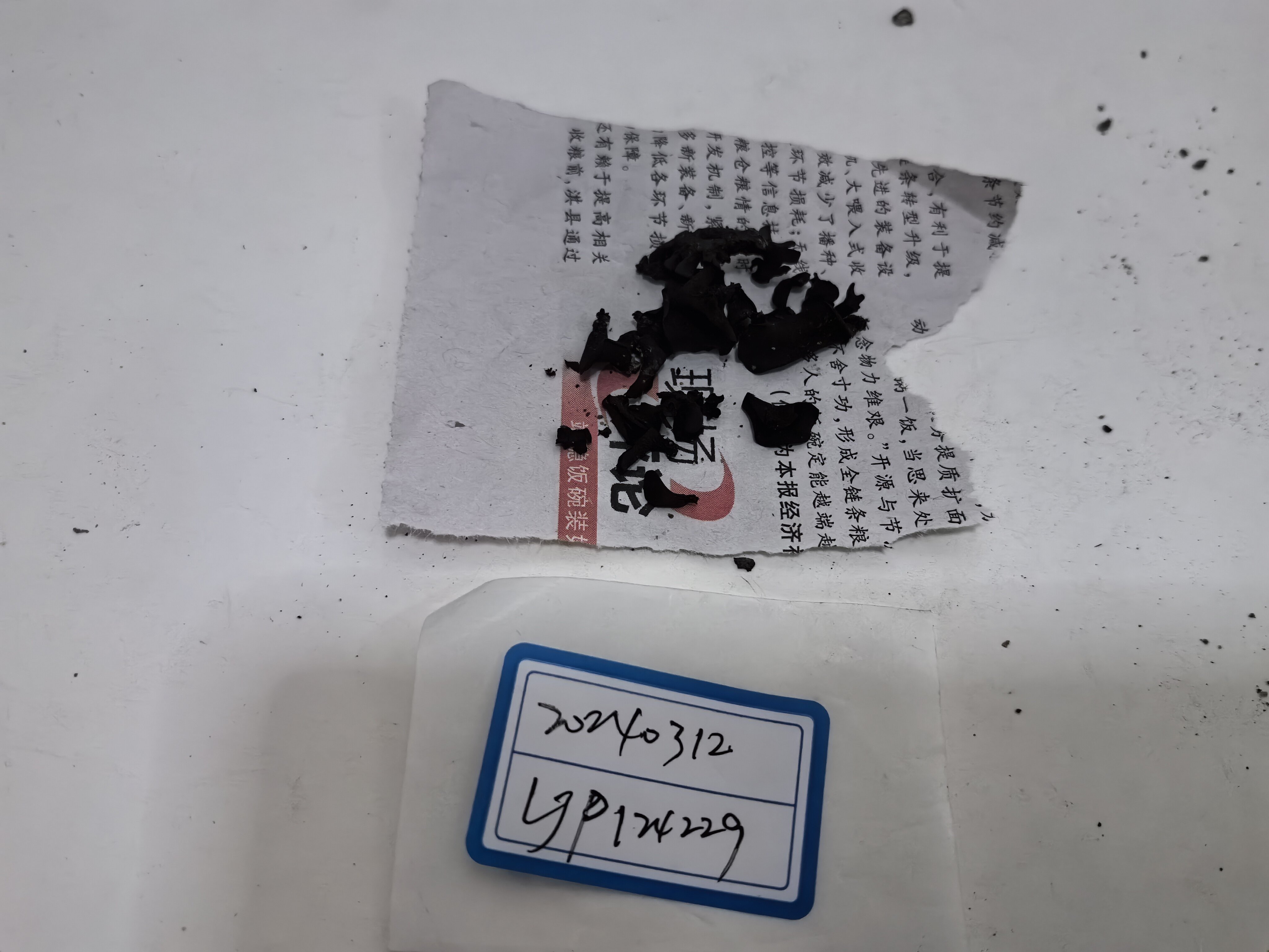 叶状耳盘菌