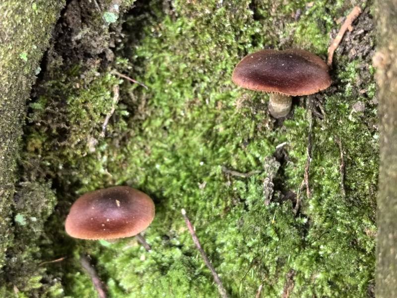 丝膜菌科