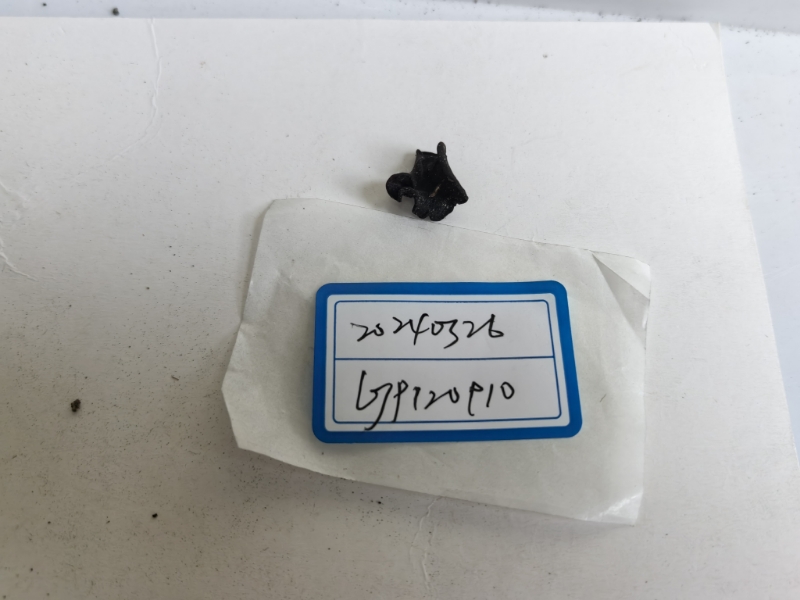 厚盘菌