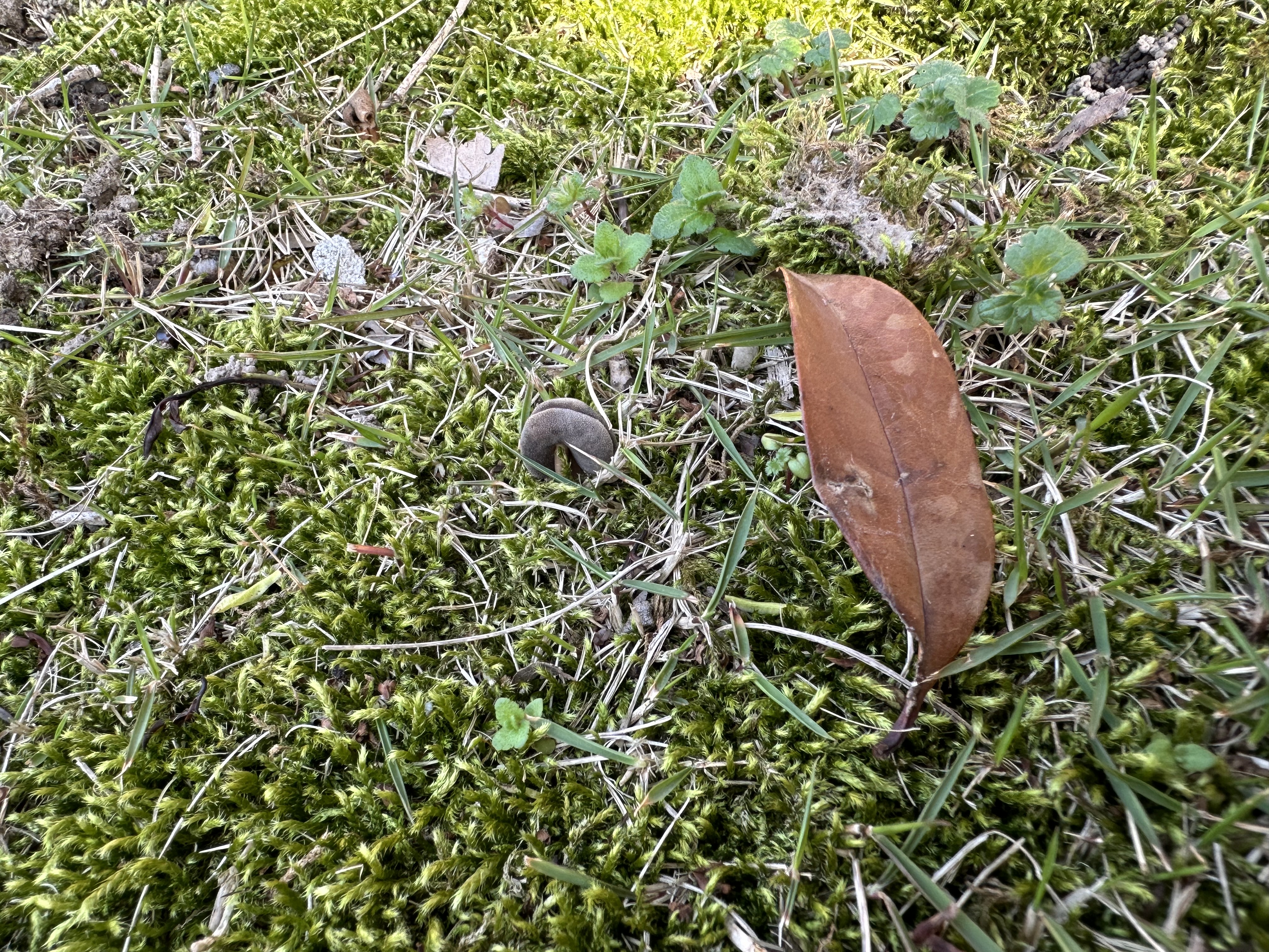 短平盘菌
