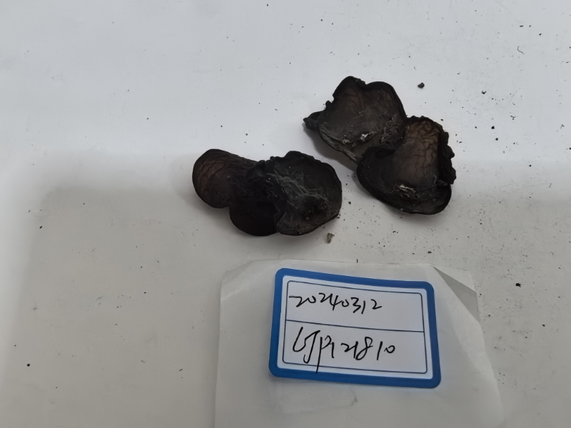 中华皱木耳