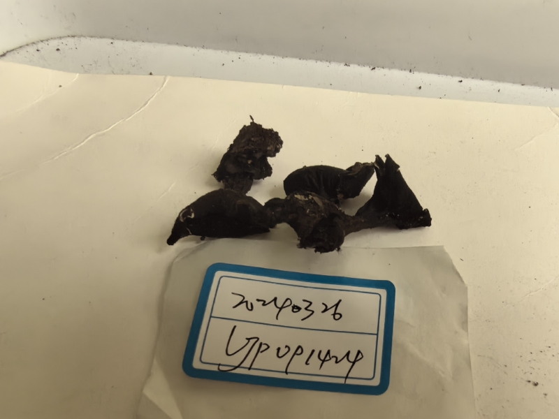 暗盘菌属