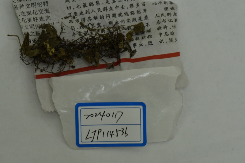 茶花叶杯菌