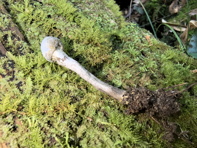 弯颈霉