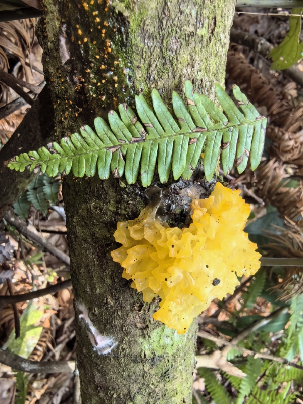 黄白银耳