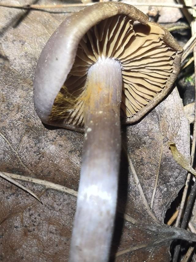 丝膜菌属