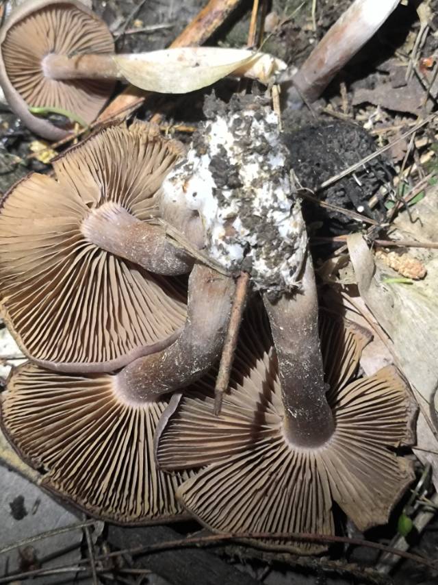 丝膜菌属