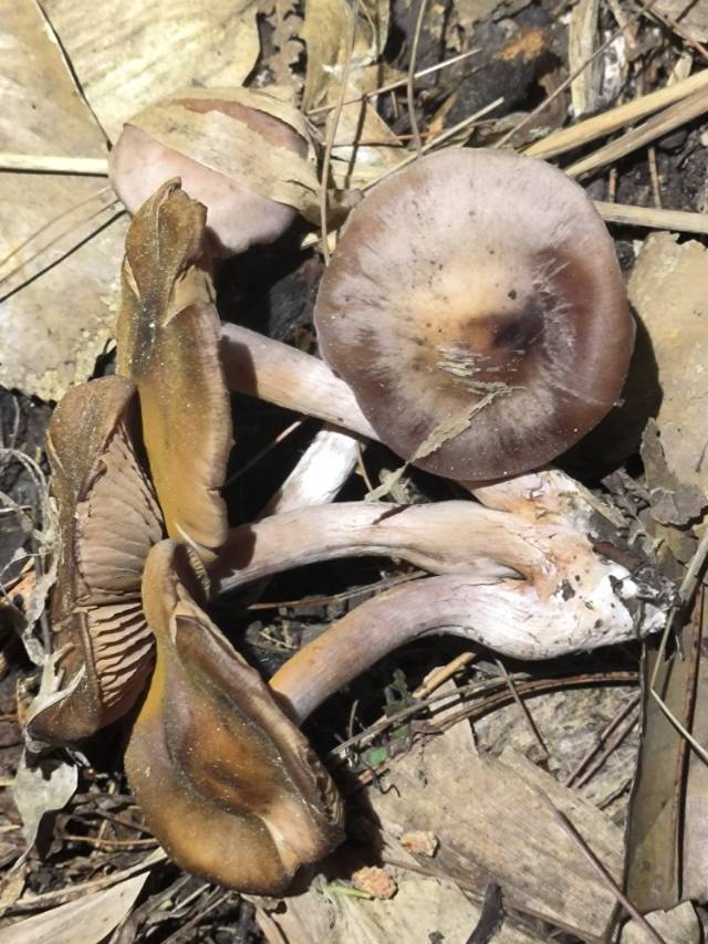 丝膜菌属
