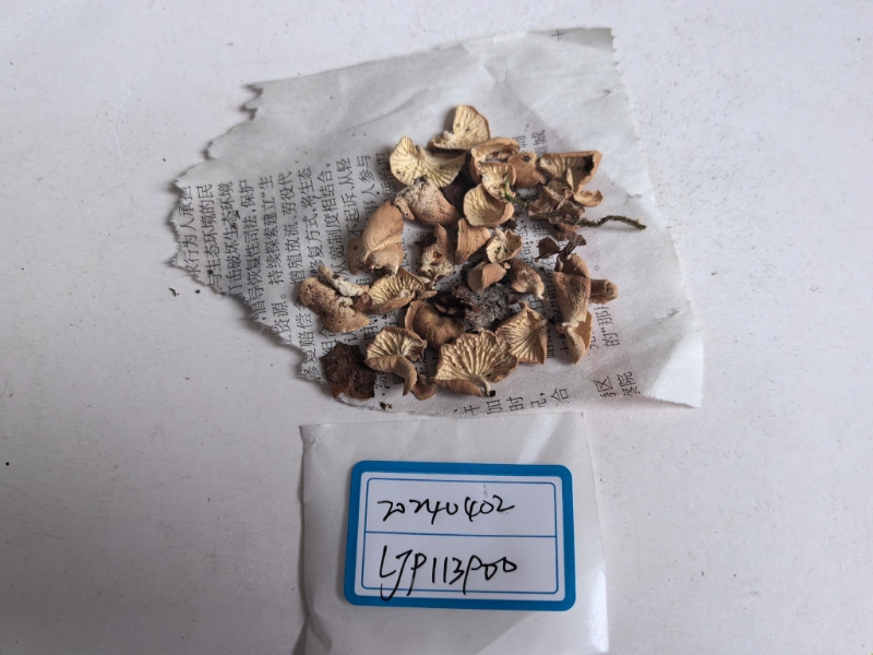 微菇一种