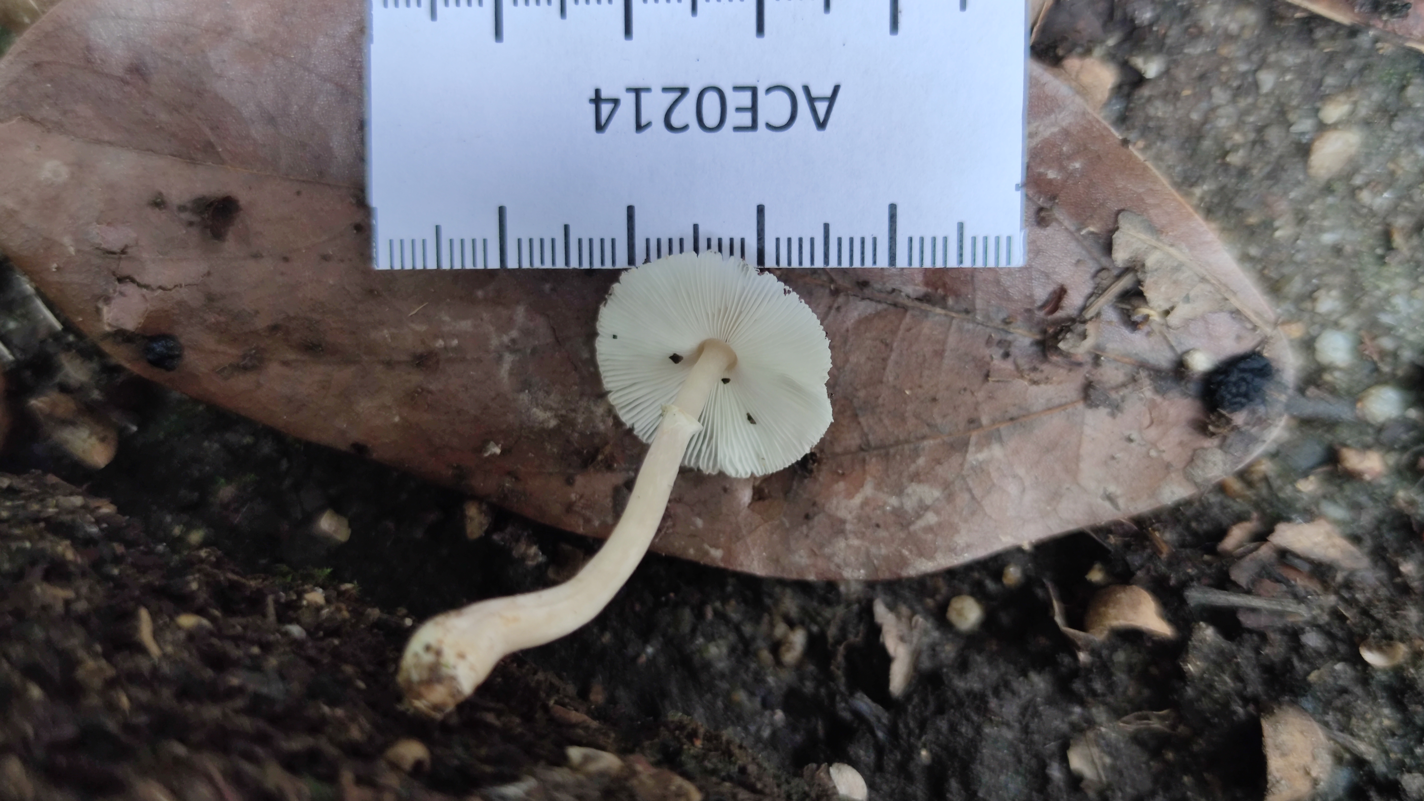 白鬼伞属一种