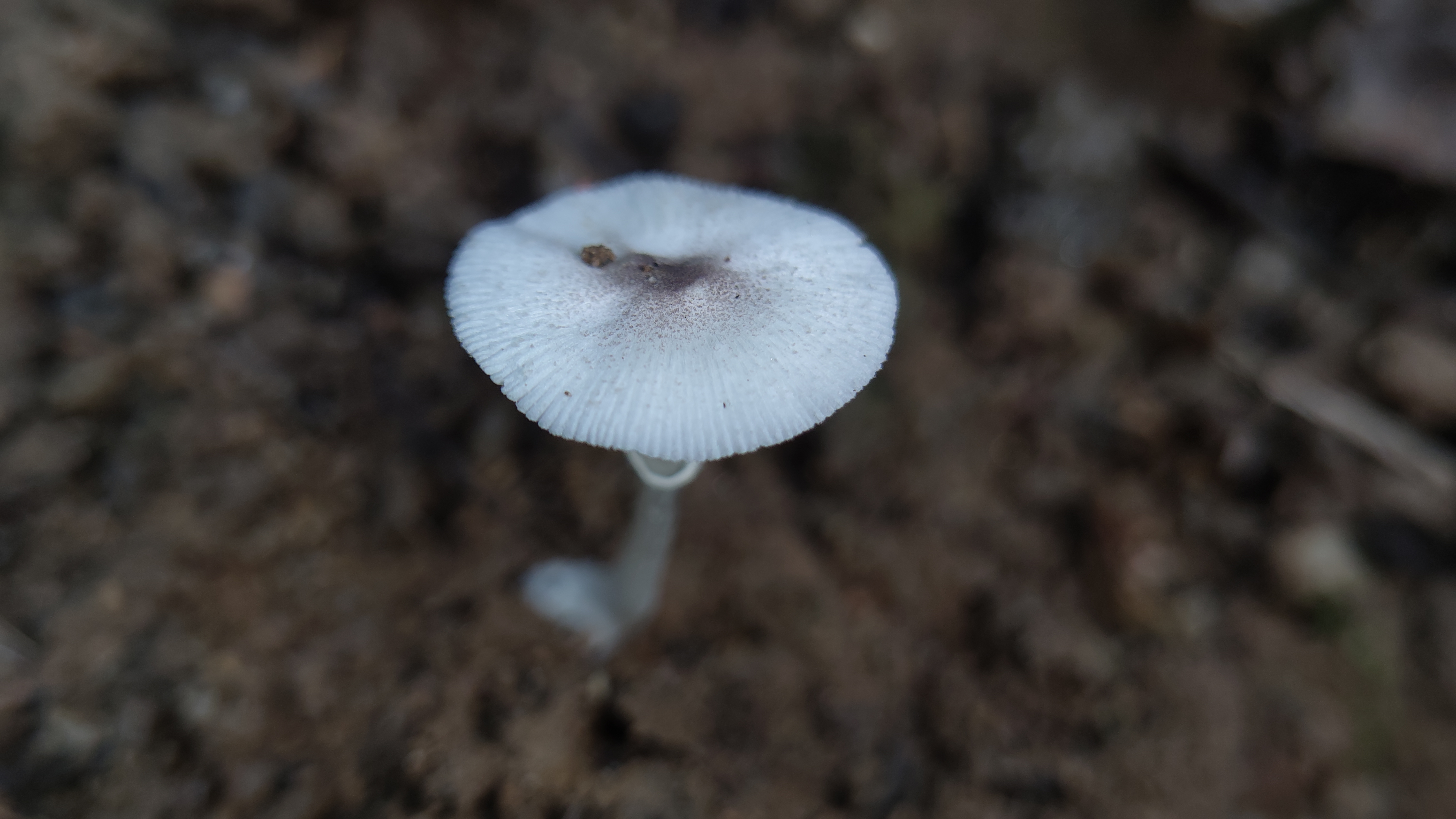 白鬼伞属一种