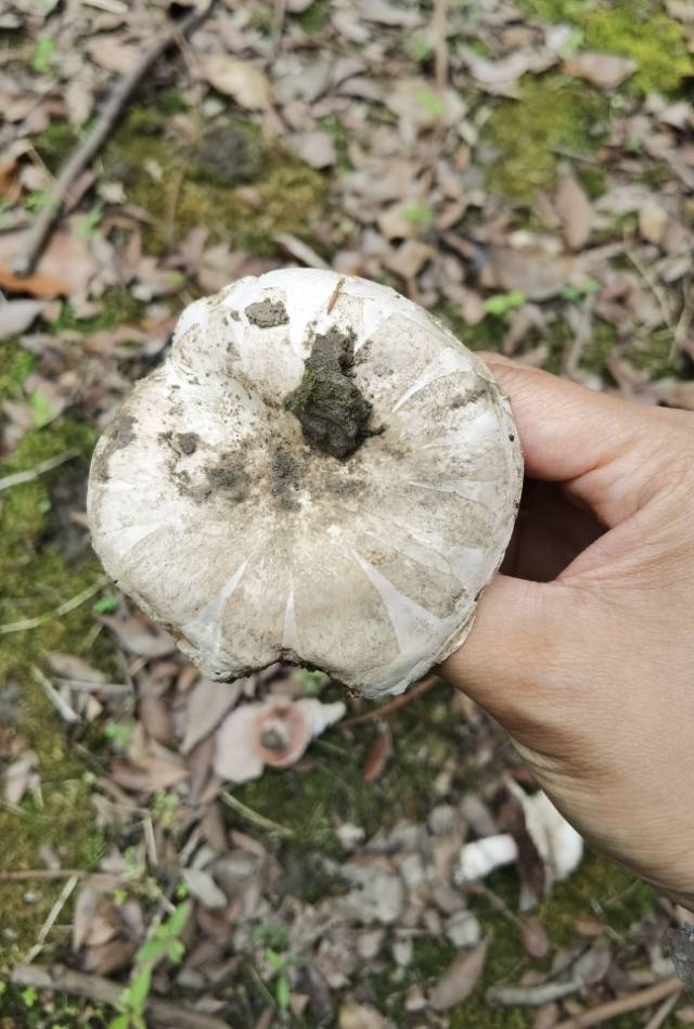 标本照片