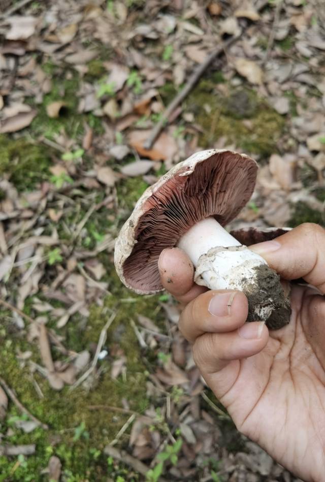 标本照片