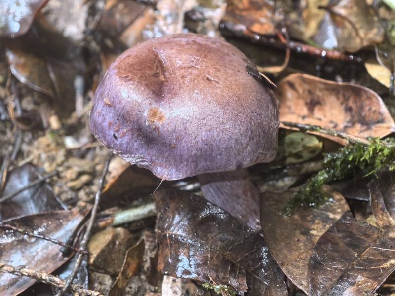 黏盖丝膜菌属