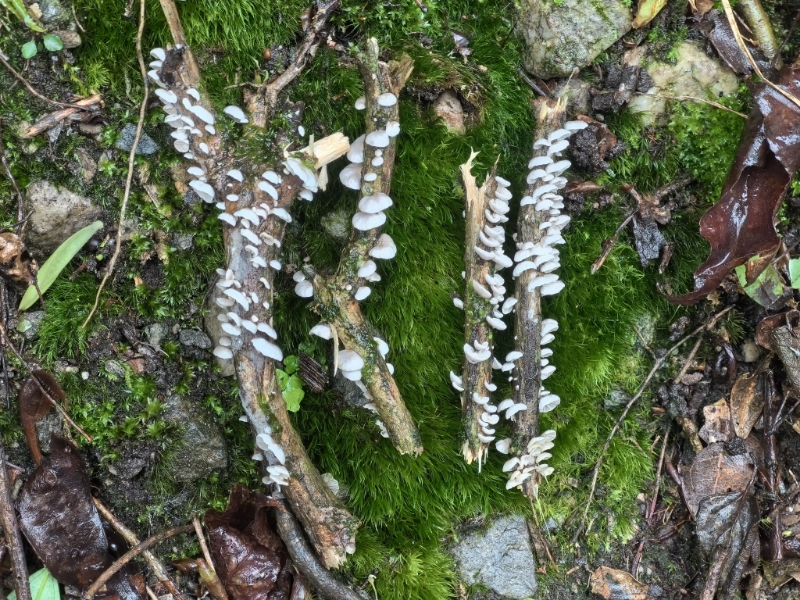 Marasmiellus venosus