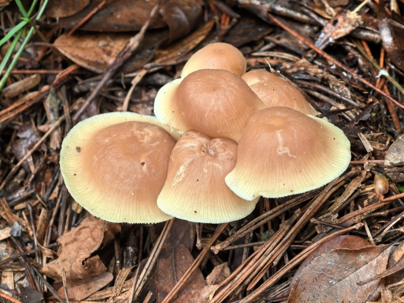 裸脚伞一种