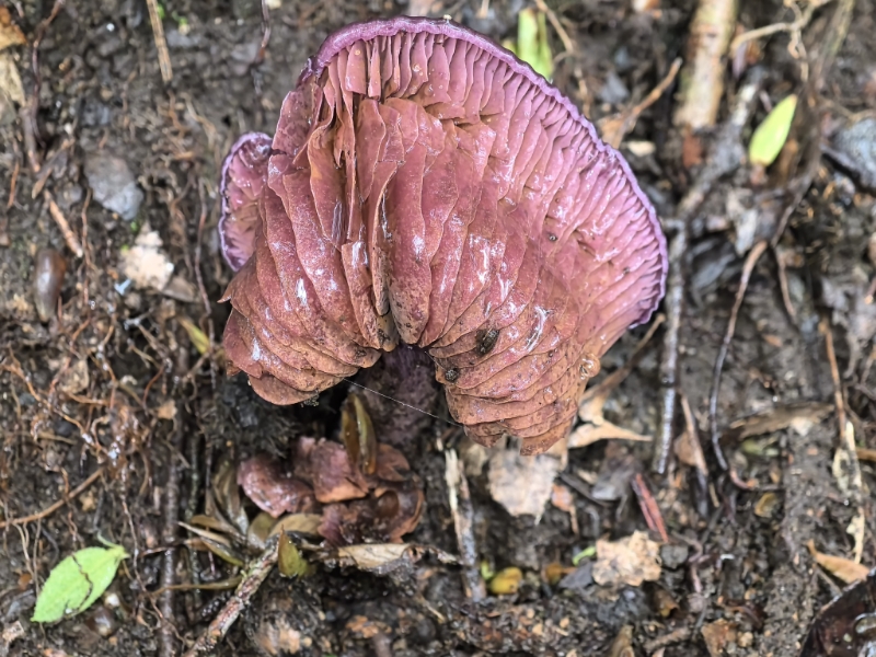 丝膜菌科