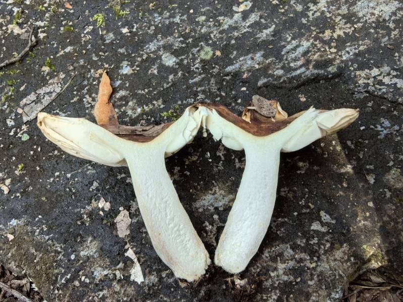 红菇属