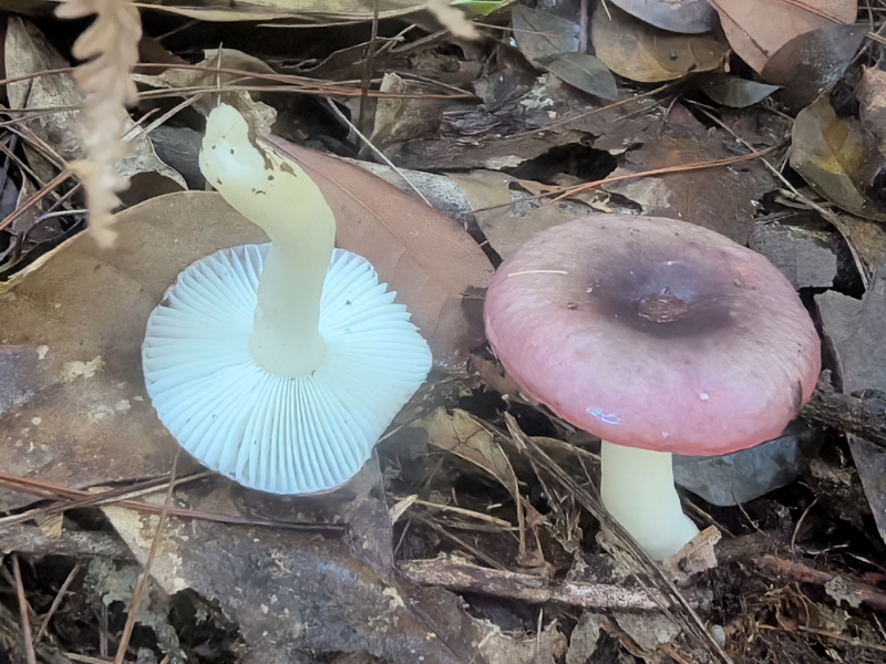 近江红菇