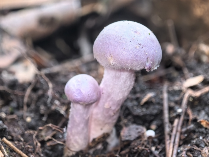 丝膜菌属
