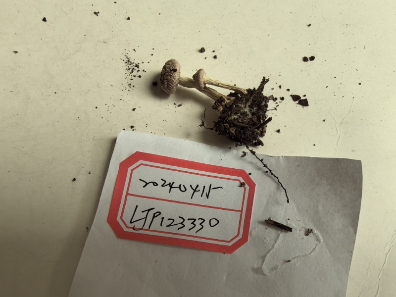 丝膜菌属
