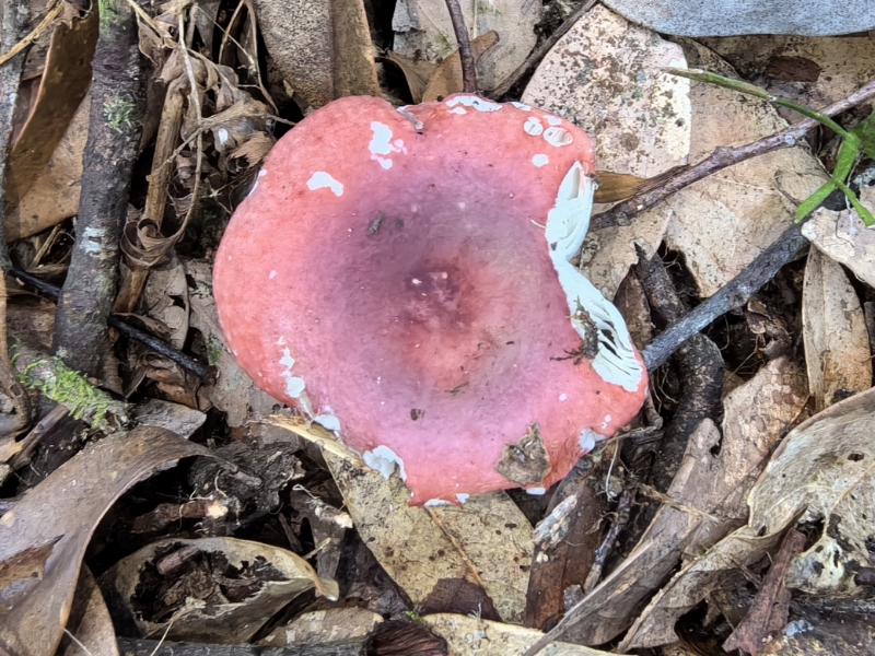 红菇属