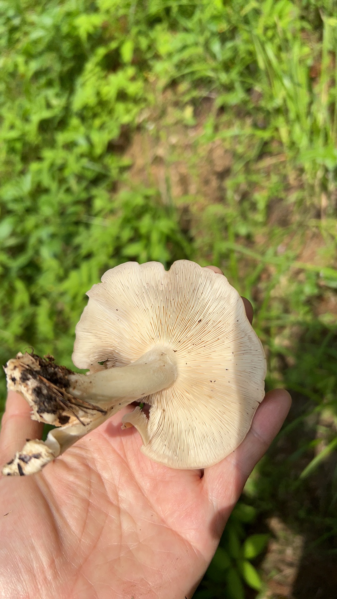 广义香蘑属一种