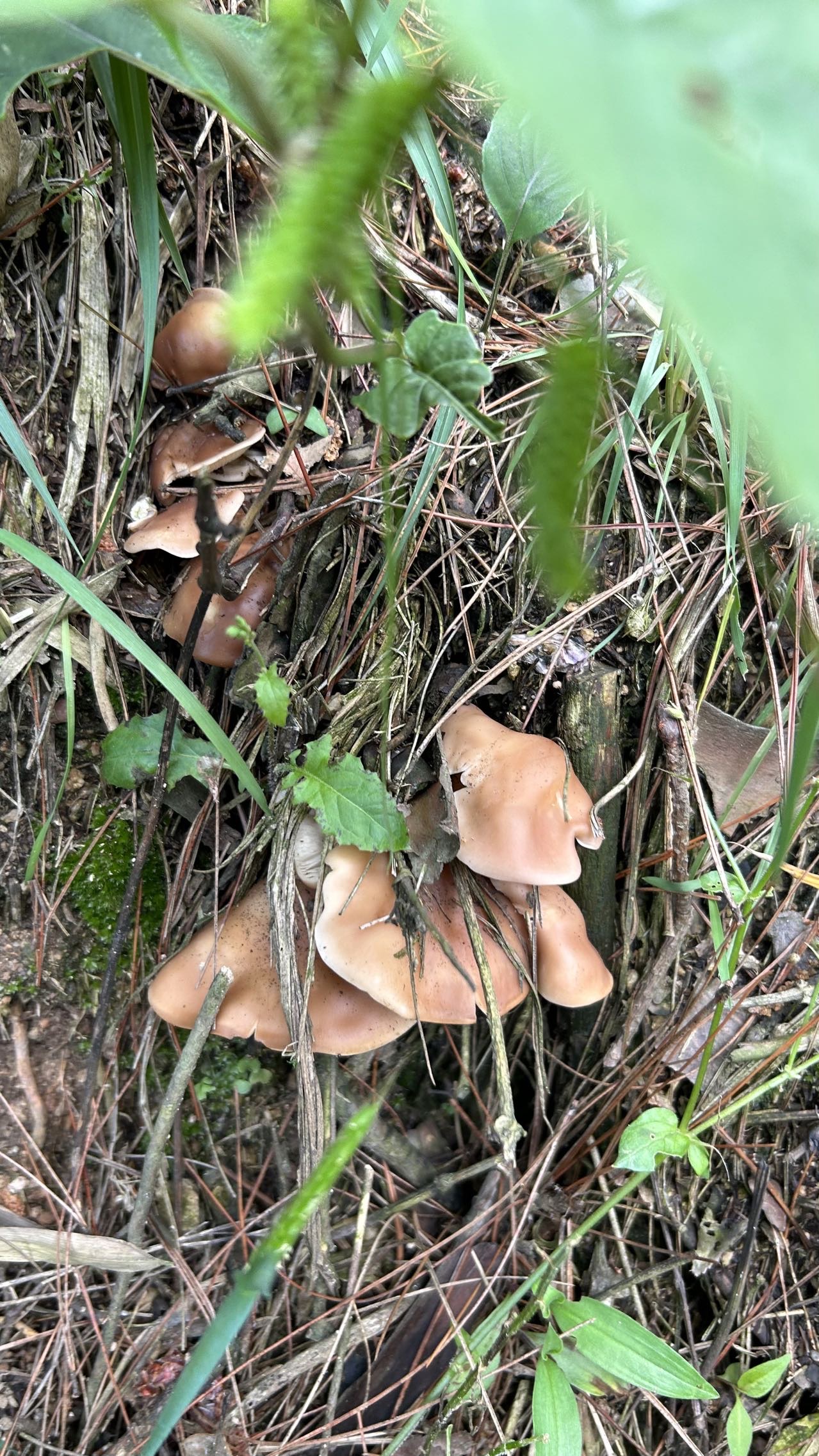 广义香蘑属一种