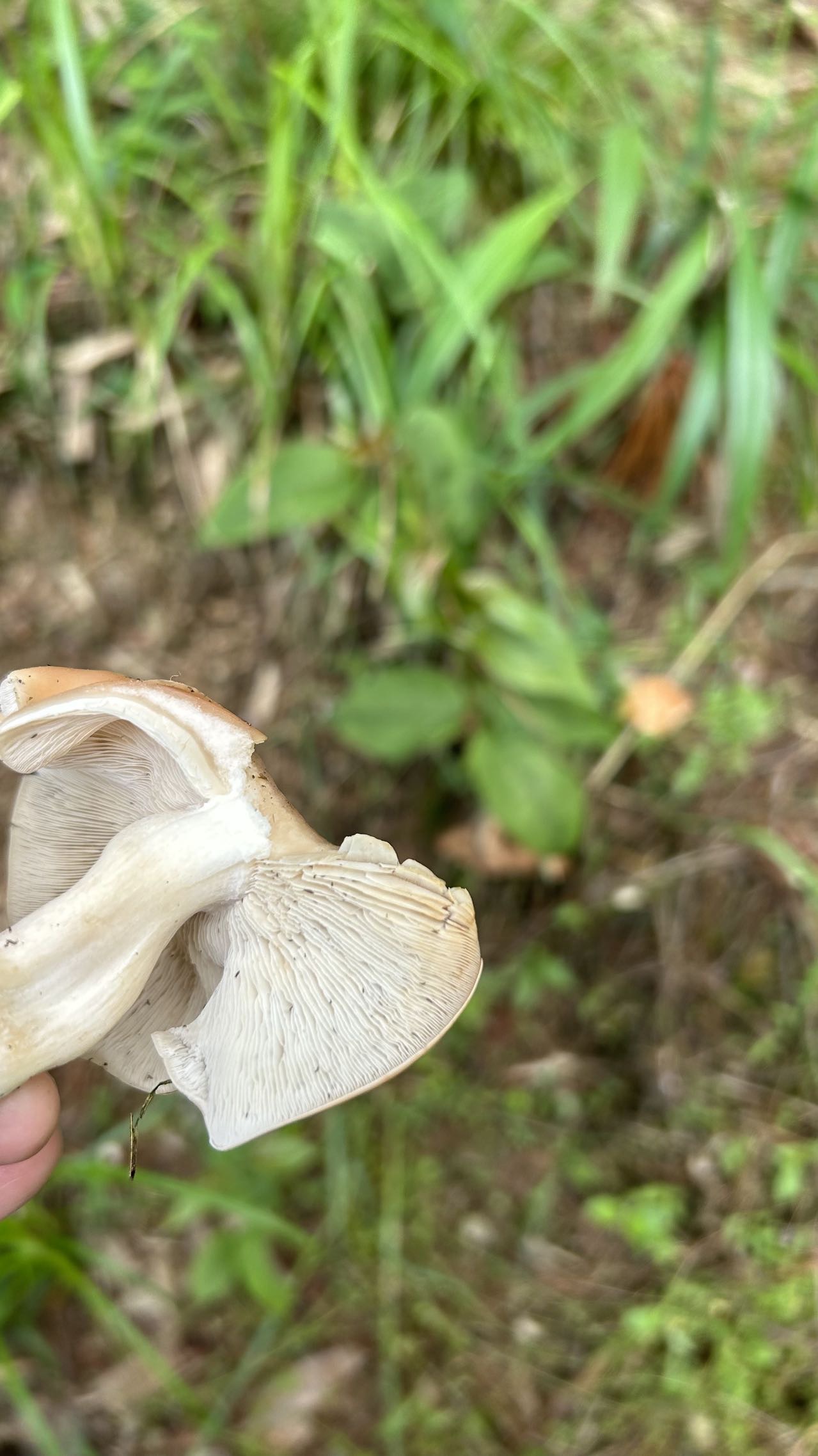 广义香蘑属一种