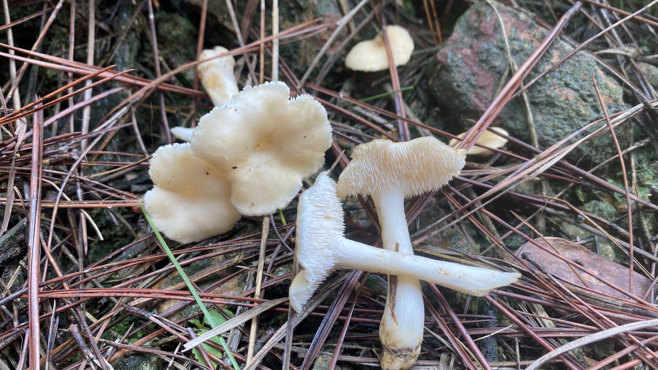 齿菌属