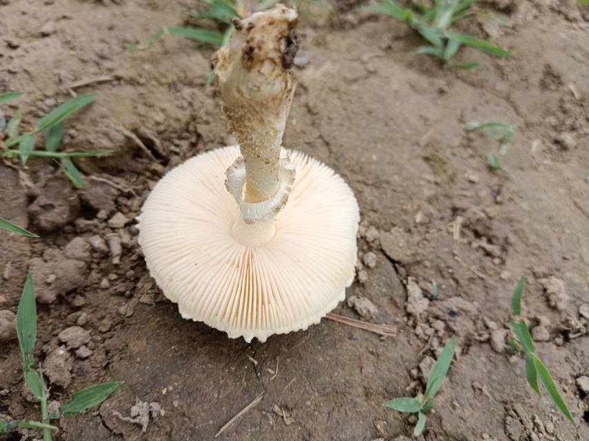 鹅膏属一种