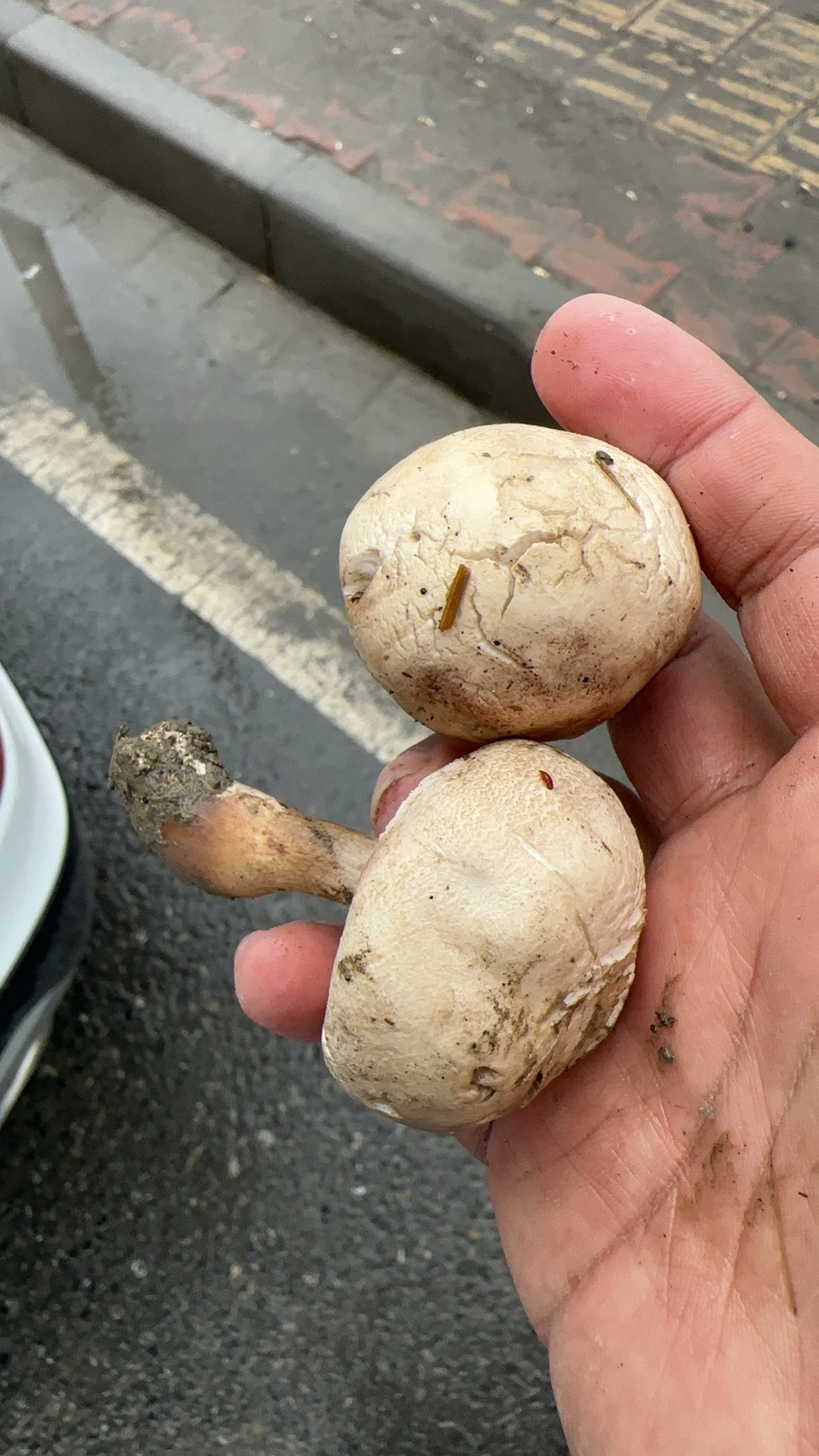 粉褶白环蘑