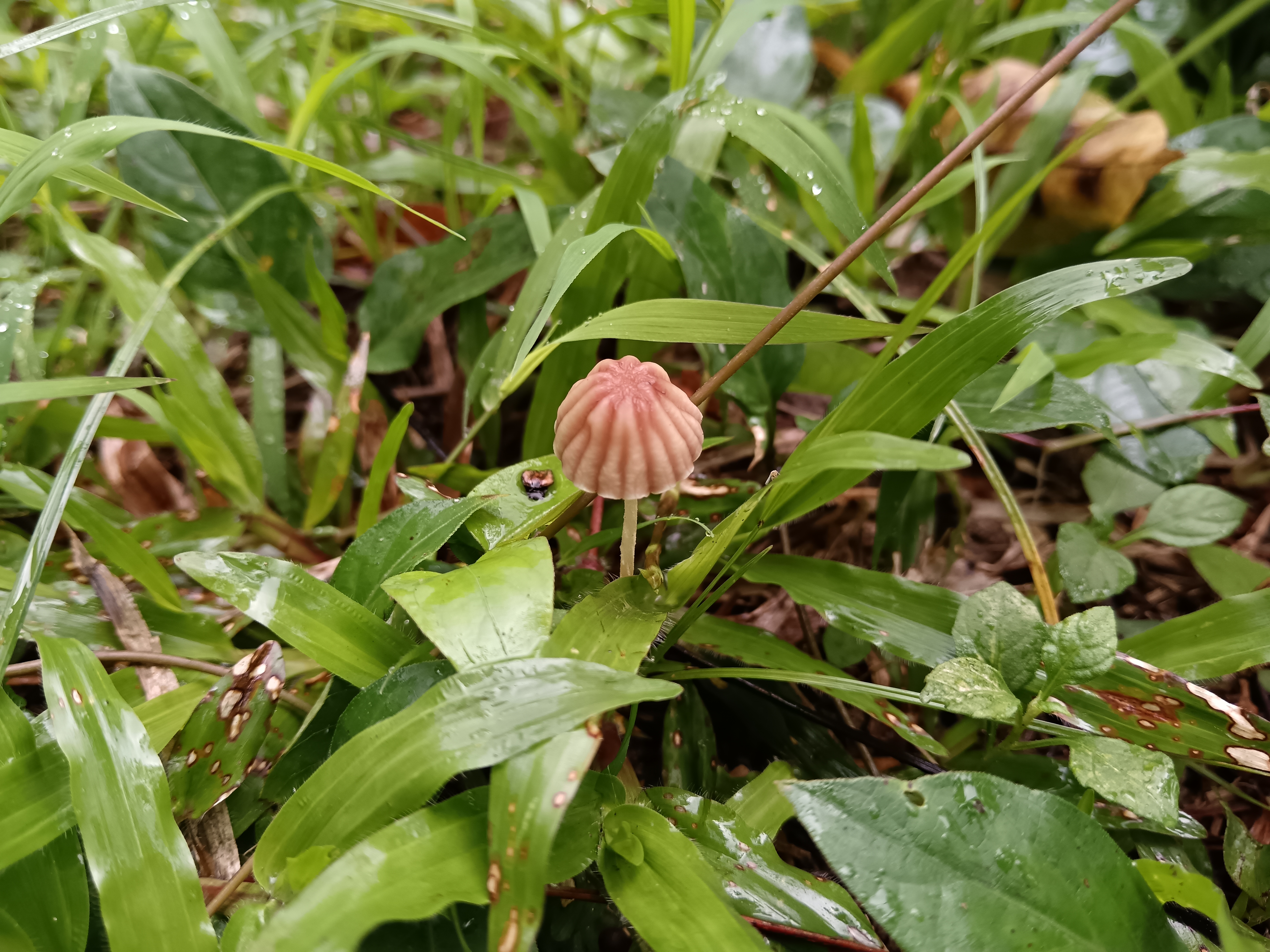 紫条沟小皮伞