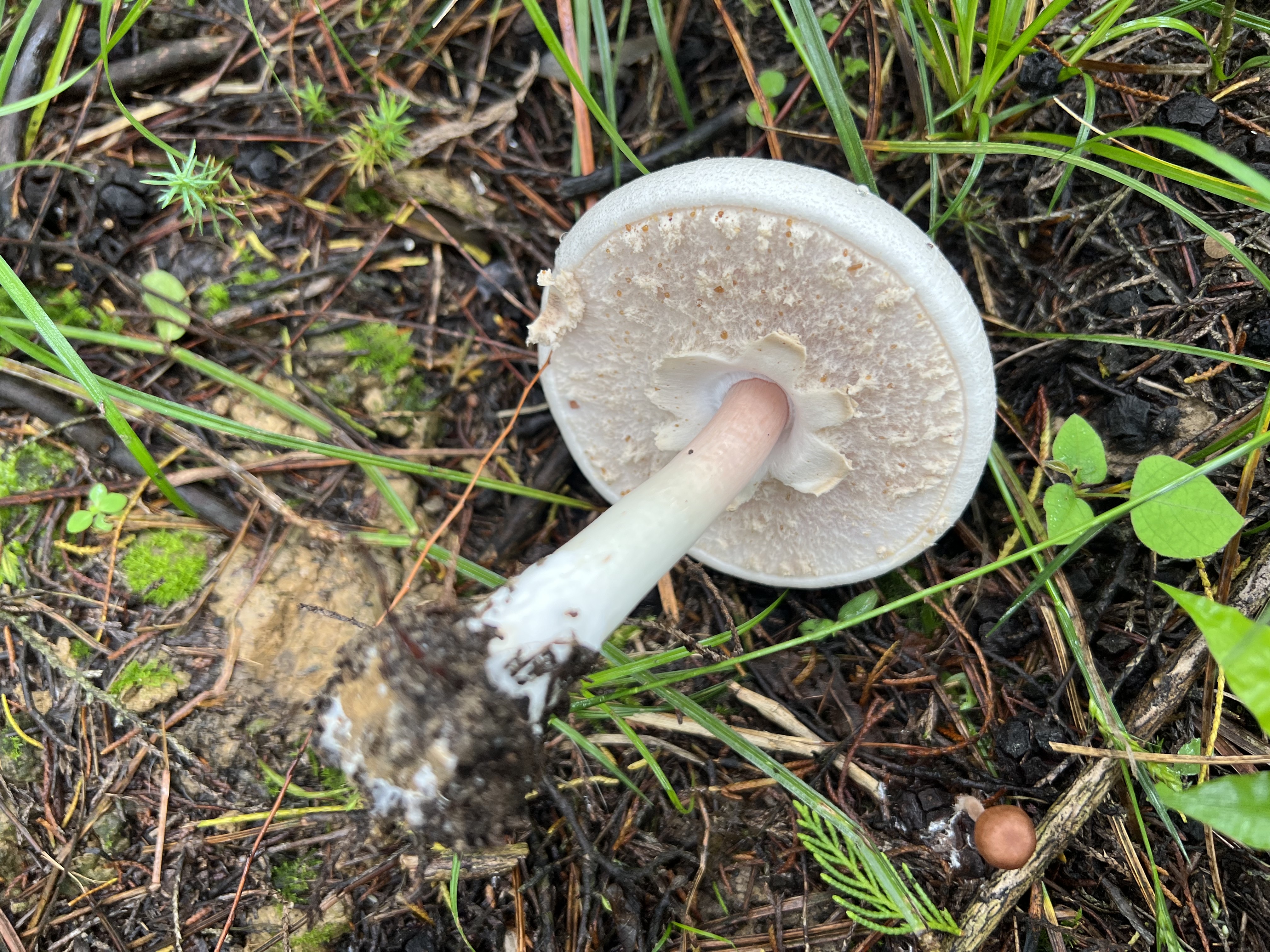 黄斑蘑菇