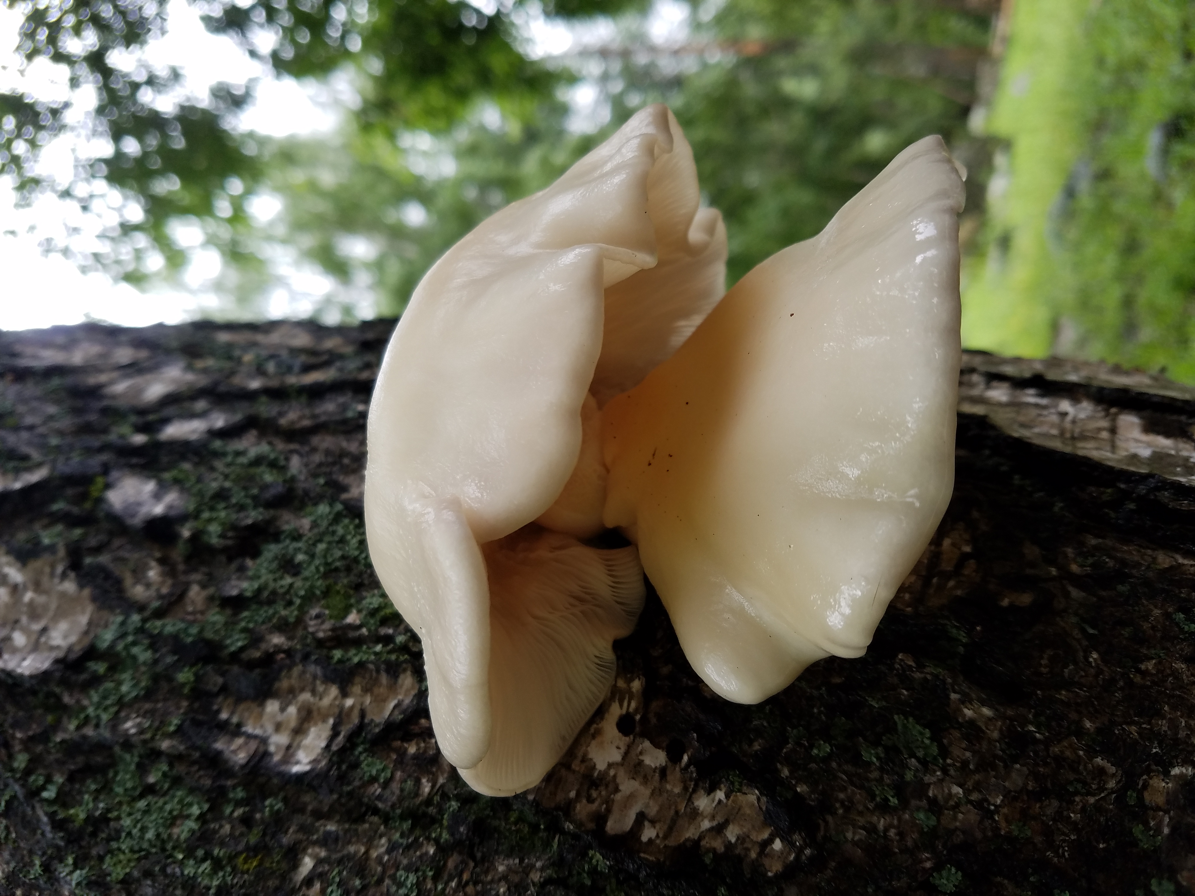 平菇